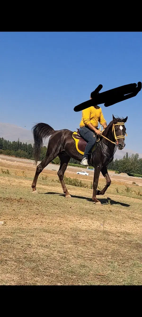 اسب دره شور فروشی|اسب و تجهیزات اسب‌سواری|فیرورق, |دیوار