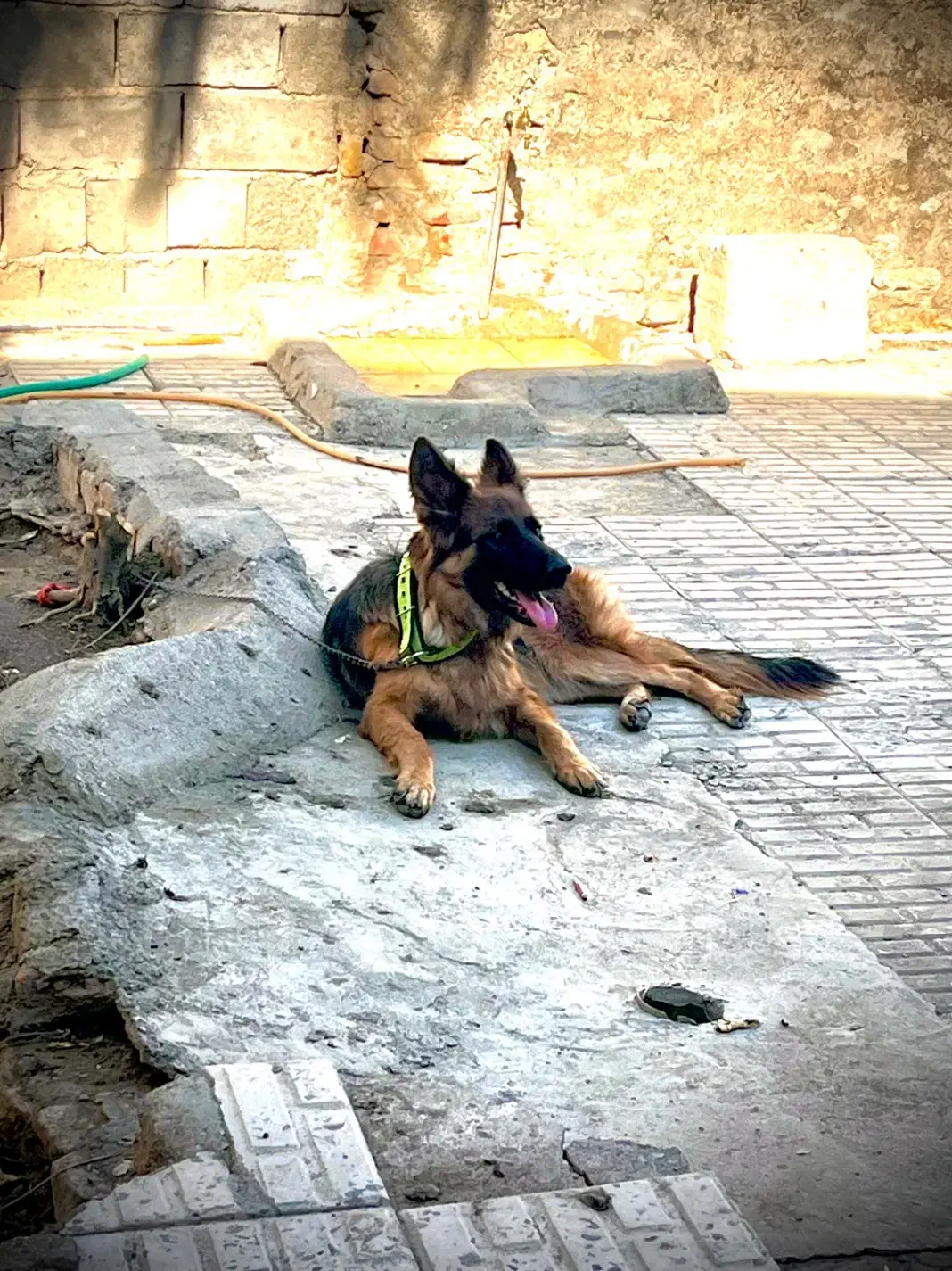 ماده ژرمن کلاس a جفت خورده|سگ|جیرفت, |دیوار