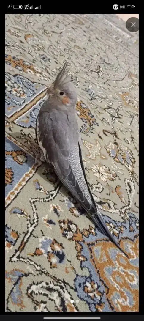 عروس هلندی سالم و سرحال|پرنده|اردکان, |دیوار