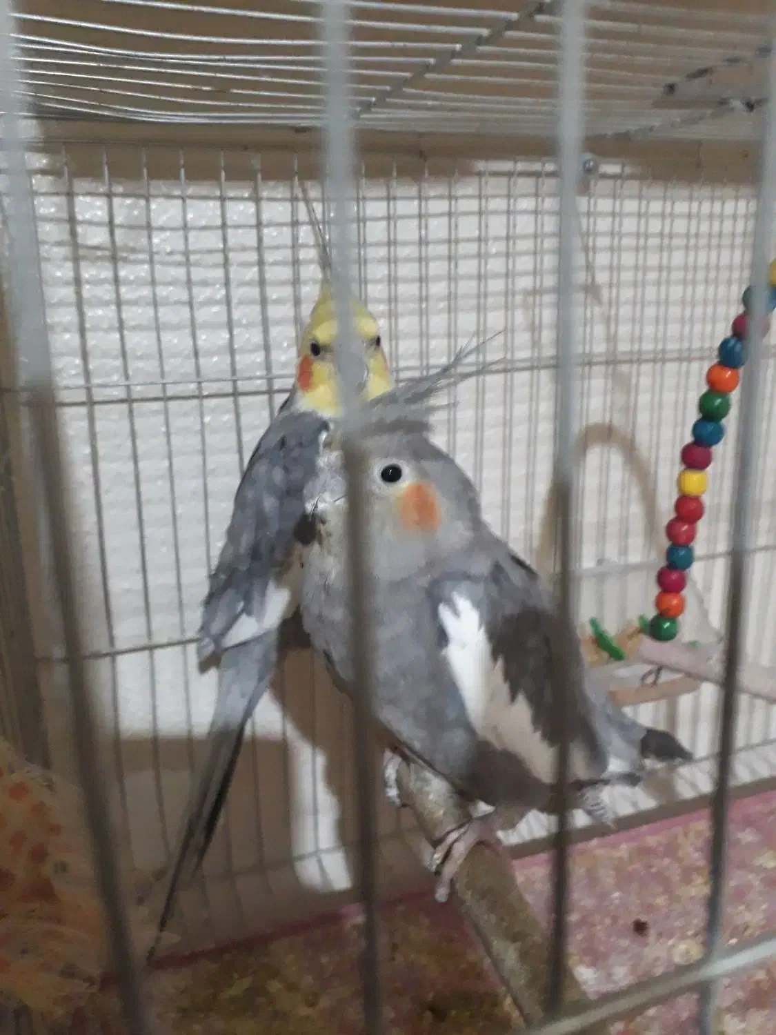 عروس،هلندی|پرنده|شاهینشهر, اقبال لاهوری|دیوار