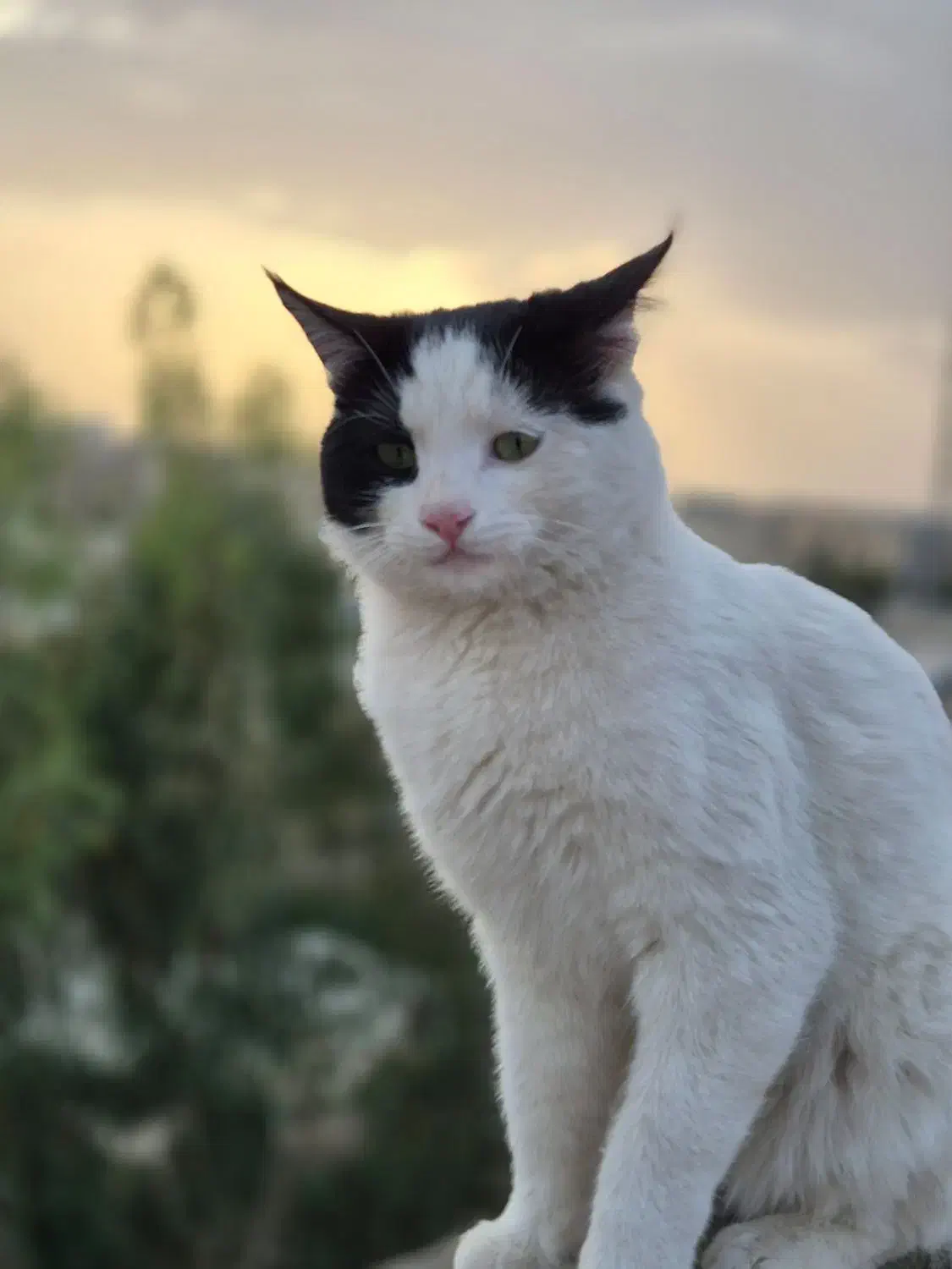 گربه،گمشده|حیوانات|یزد, |دیوار