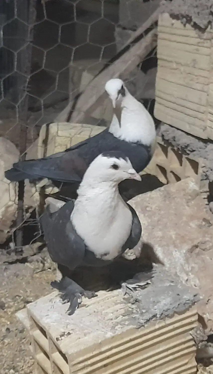 سه جفت سر سفید|پرنده|رفسنجان, |دیوار