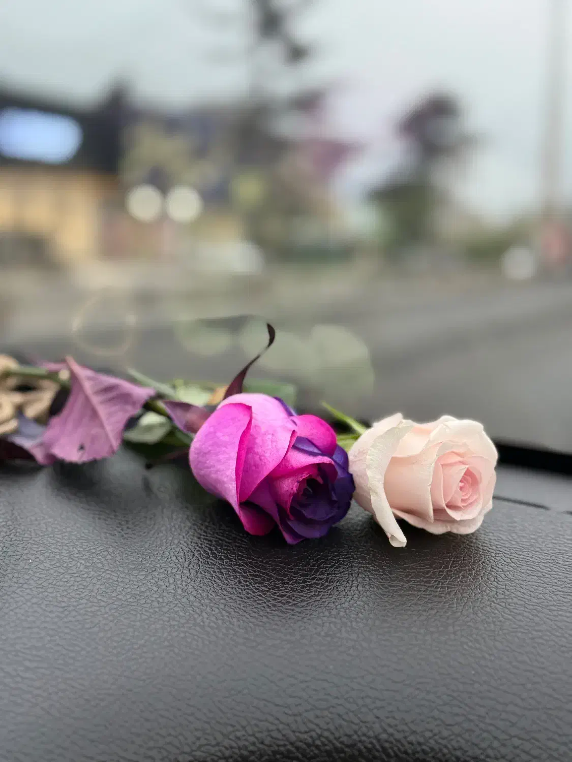 کنسرت ارمان گرشاسبی|بلیت کنسرت|آمل, |دیوار