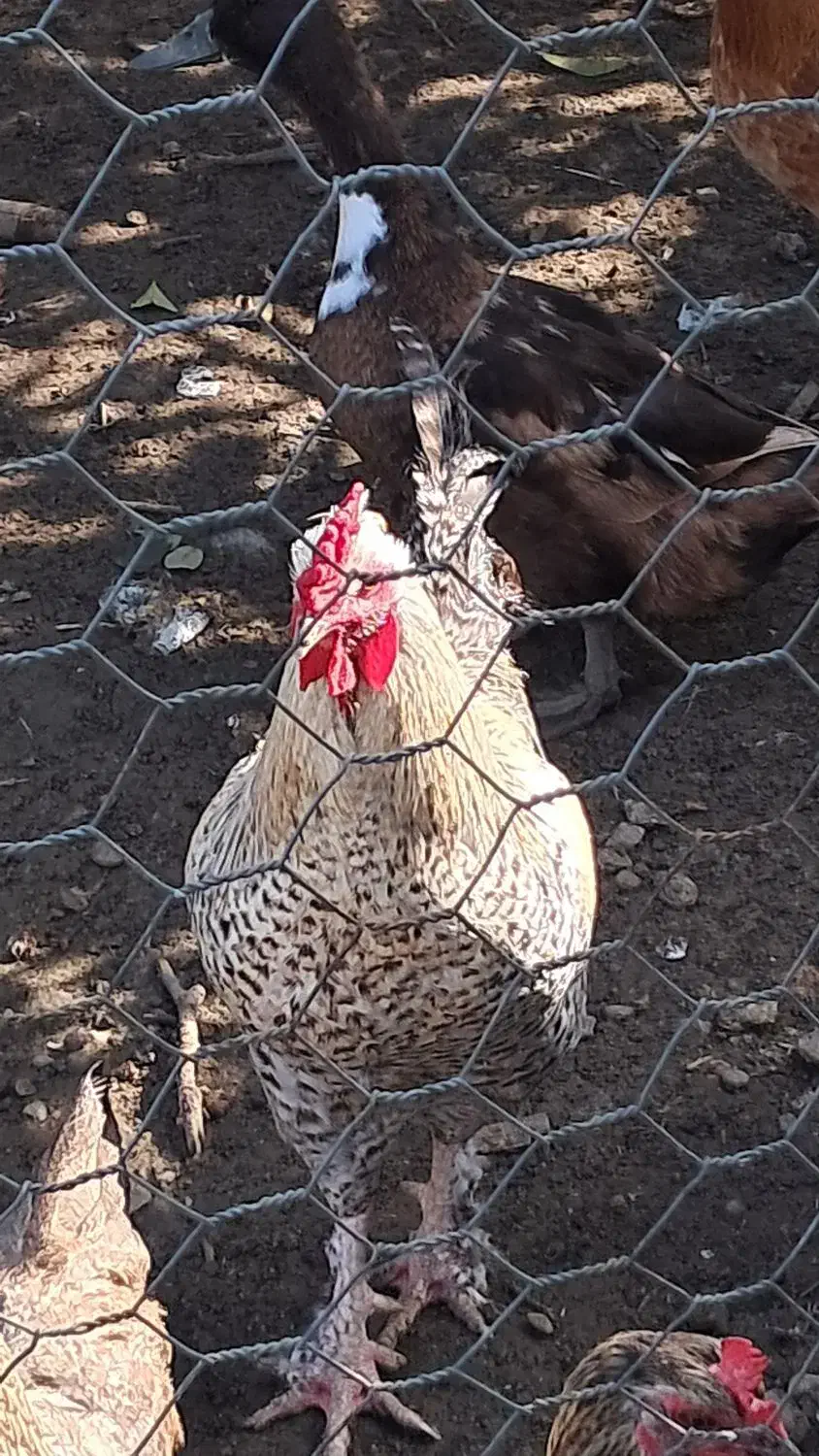 فروش خروس نژاد ساسکس(sussex)اصیل و سالم|حیوانات مزرعه|شلمان, |دیوار