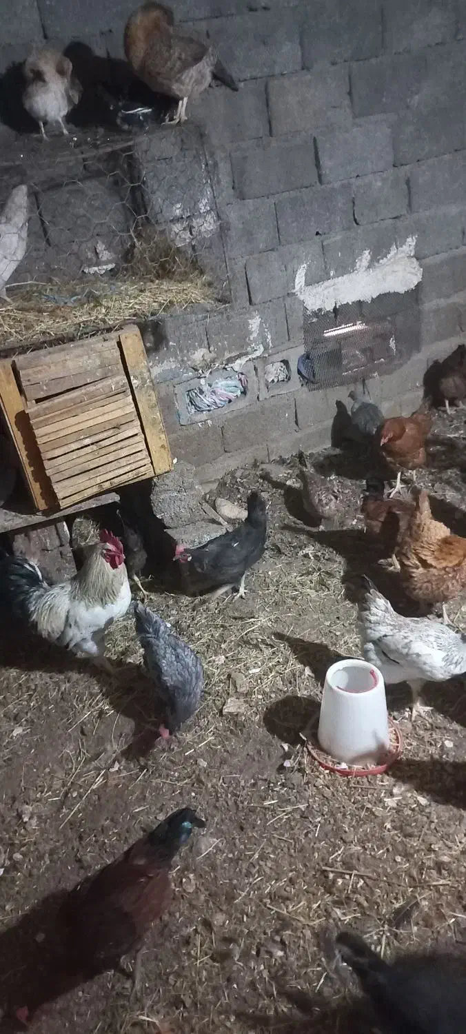 مرغ|حیوانات مزرعه|پاوه, |دیوار