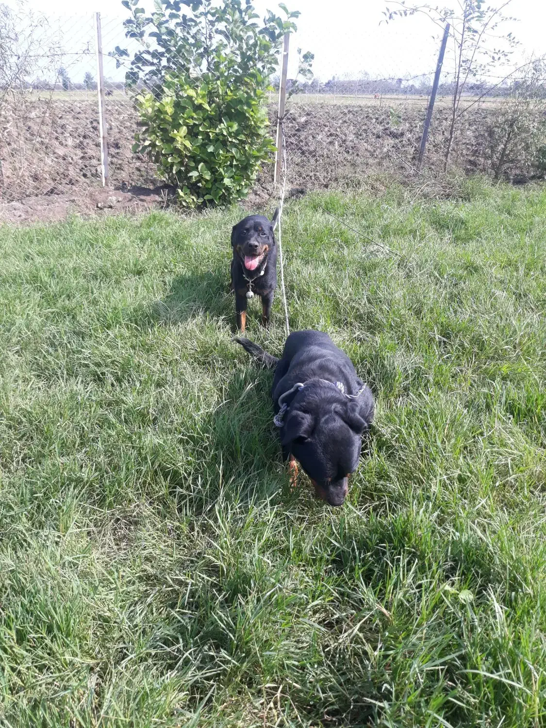 روتوایلر نرو ماده|سگ|تالش, جوکندان|دیوار