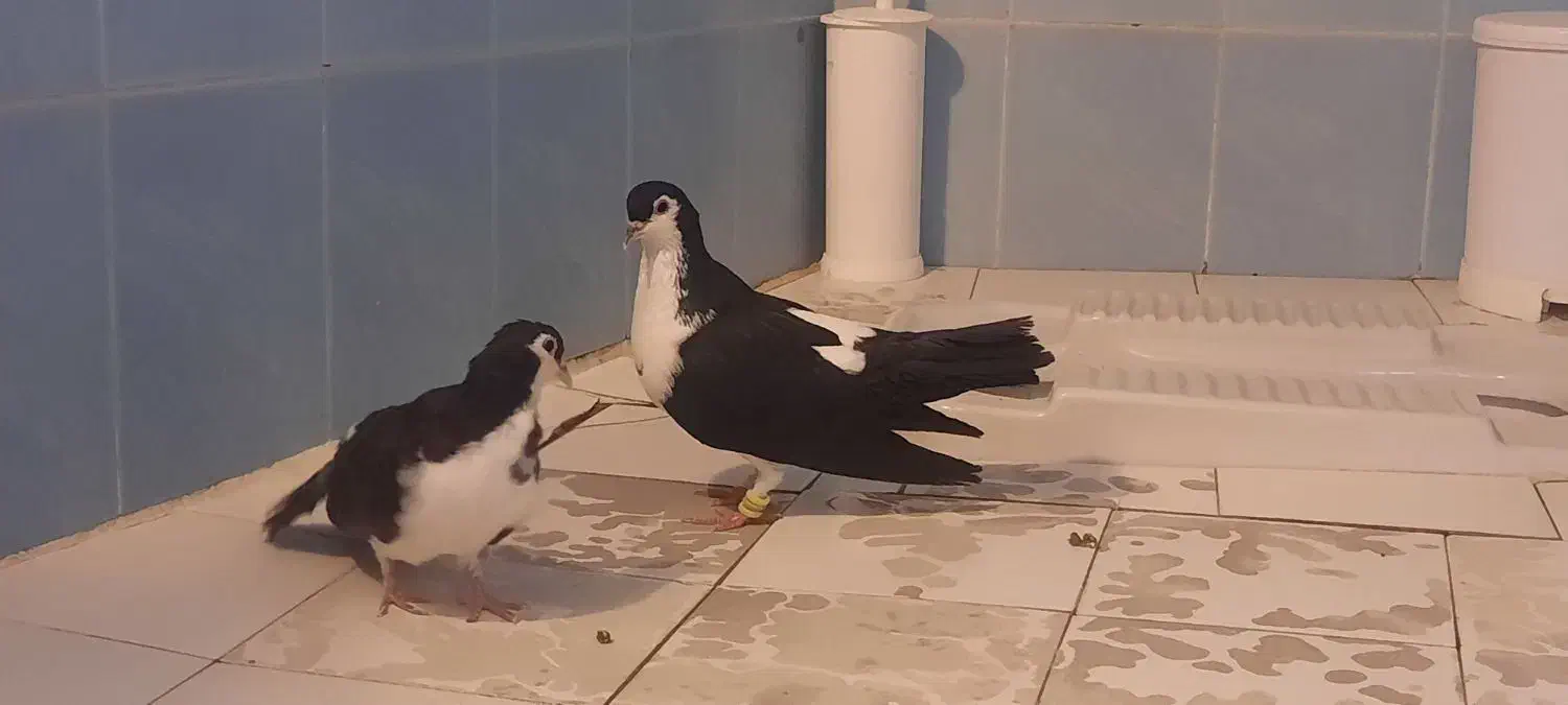 دوتا کبوتر ساده مادر و بچه تخفیف هم پای تحویل|پرنده|مشهد, آزادشهر|دیوار