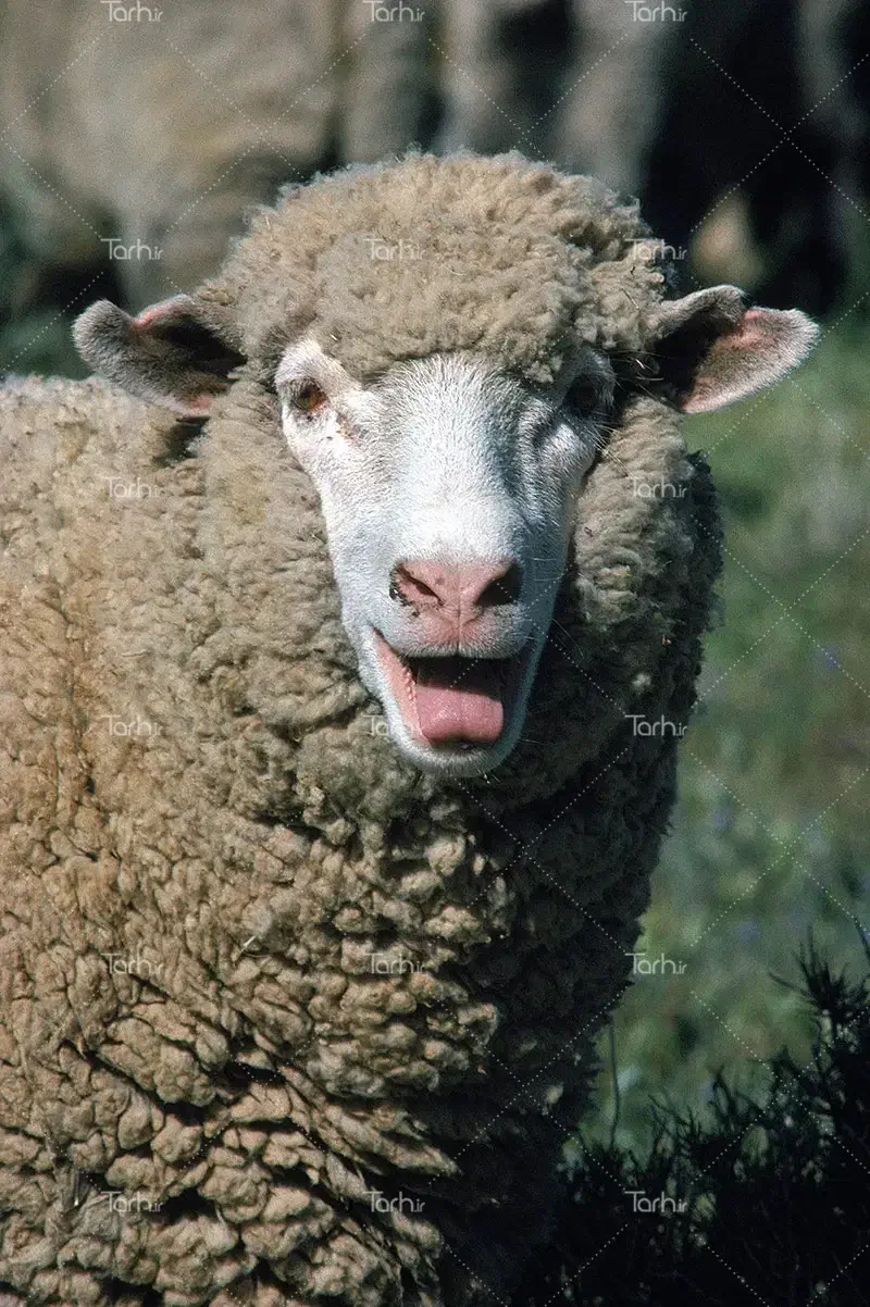 گوسفندخونی|حیوانات مزرعه|مشهد, شهید آوینی|دیوار