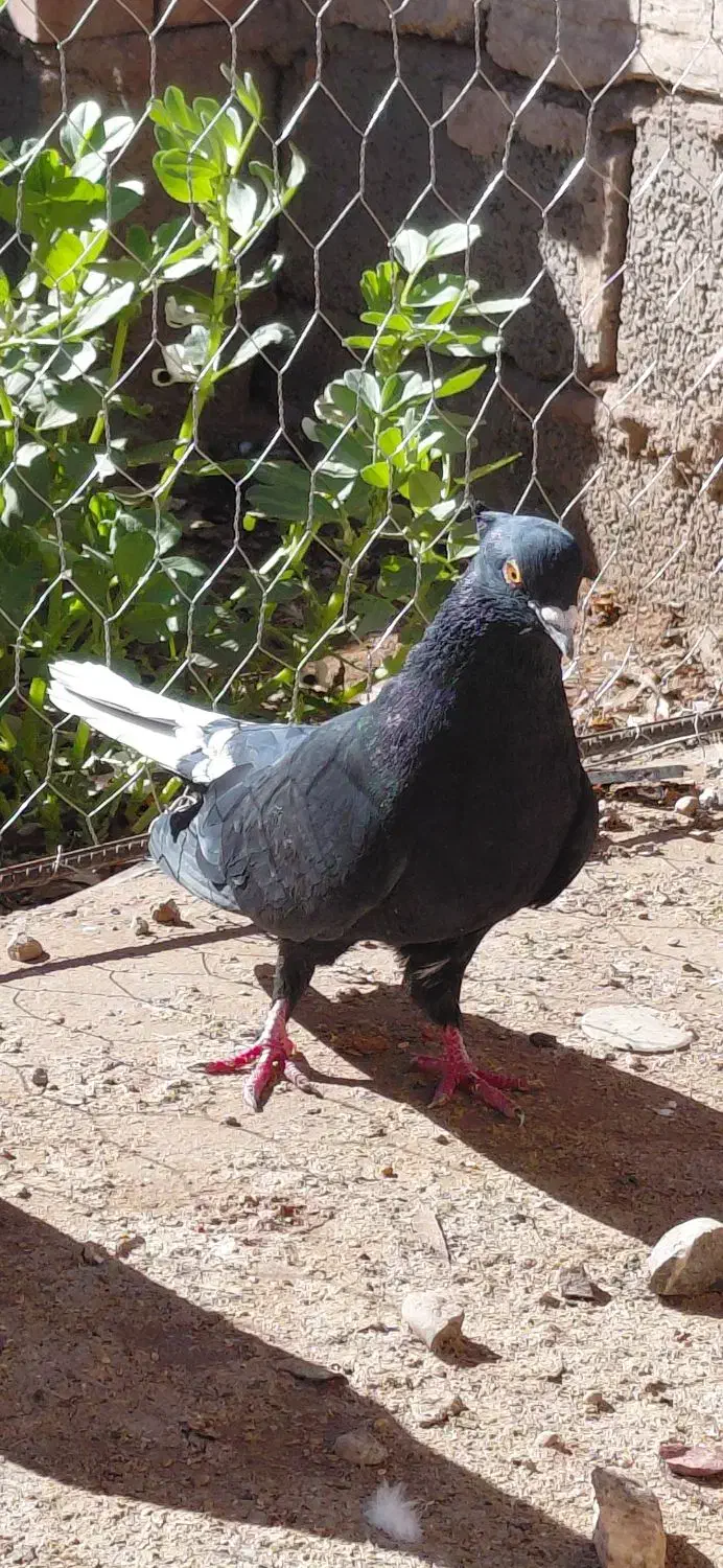 دونی ۱۱۰|پرنده|چترود, |دیوار