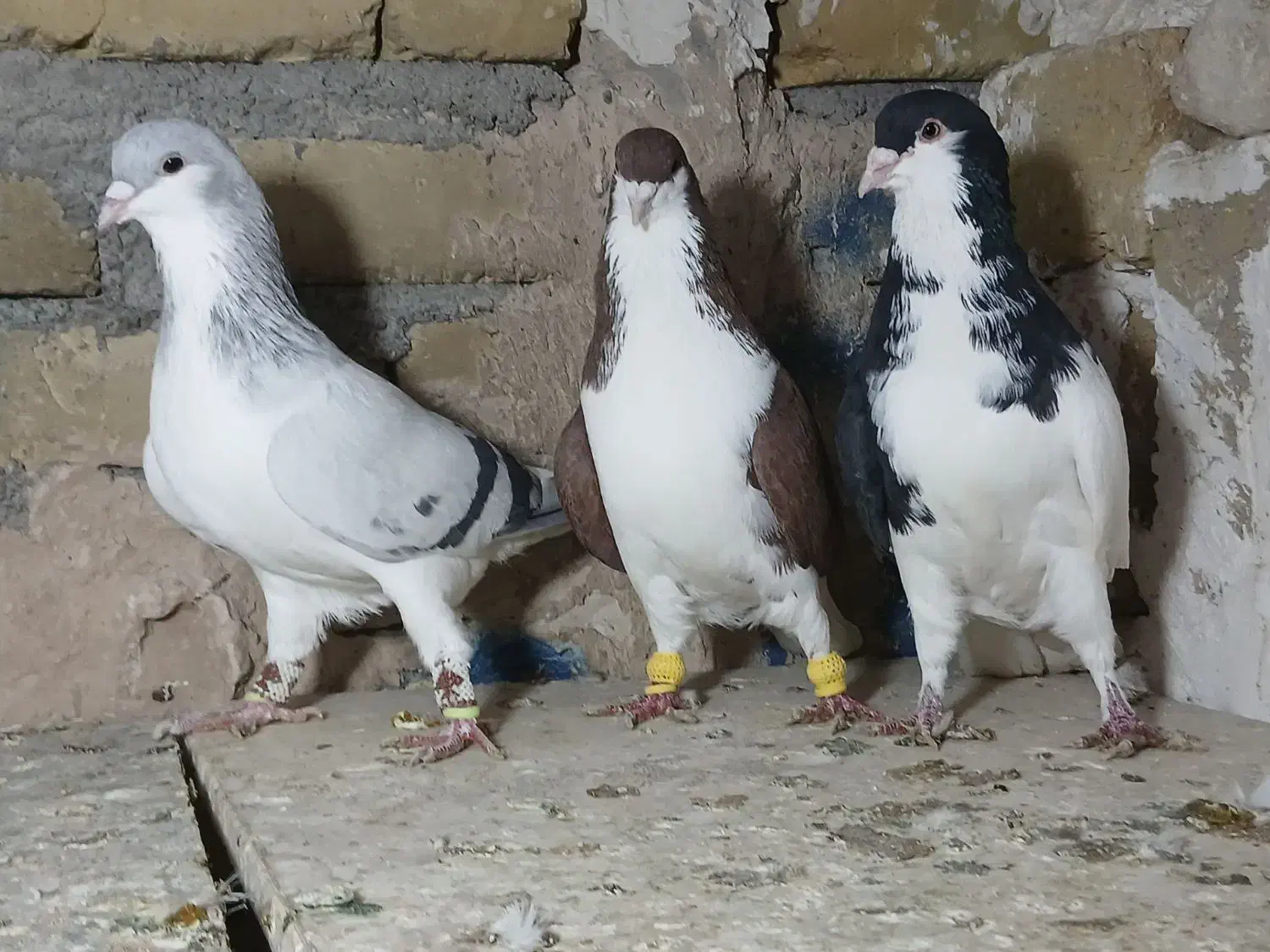 کفترای رنگی پرنده|پرنده|قزوین, |دیوار