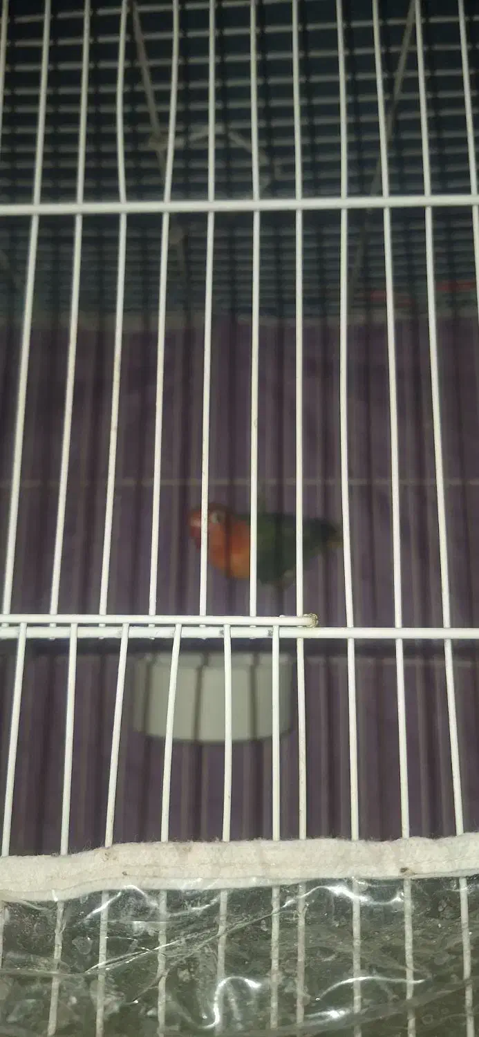 کوتوله پاربلو|پرنده|مشهد, امیر|دیوار