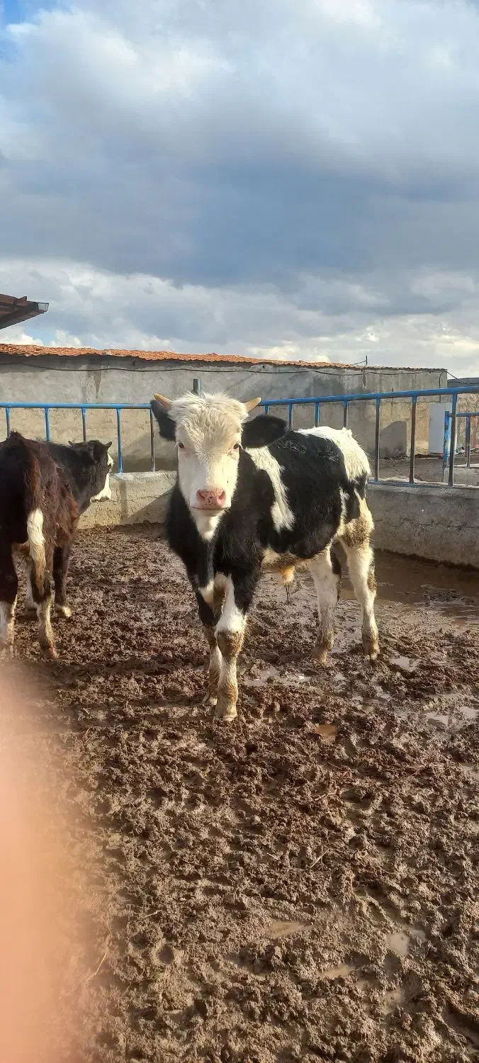 گوساله نر سیمینتال|حیوانات مزرعه|قزوین, |دیوار