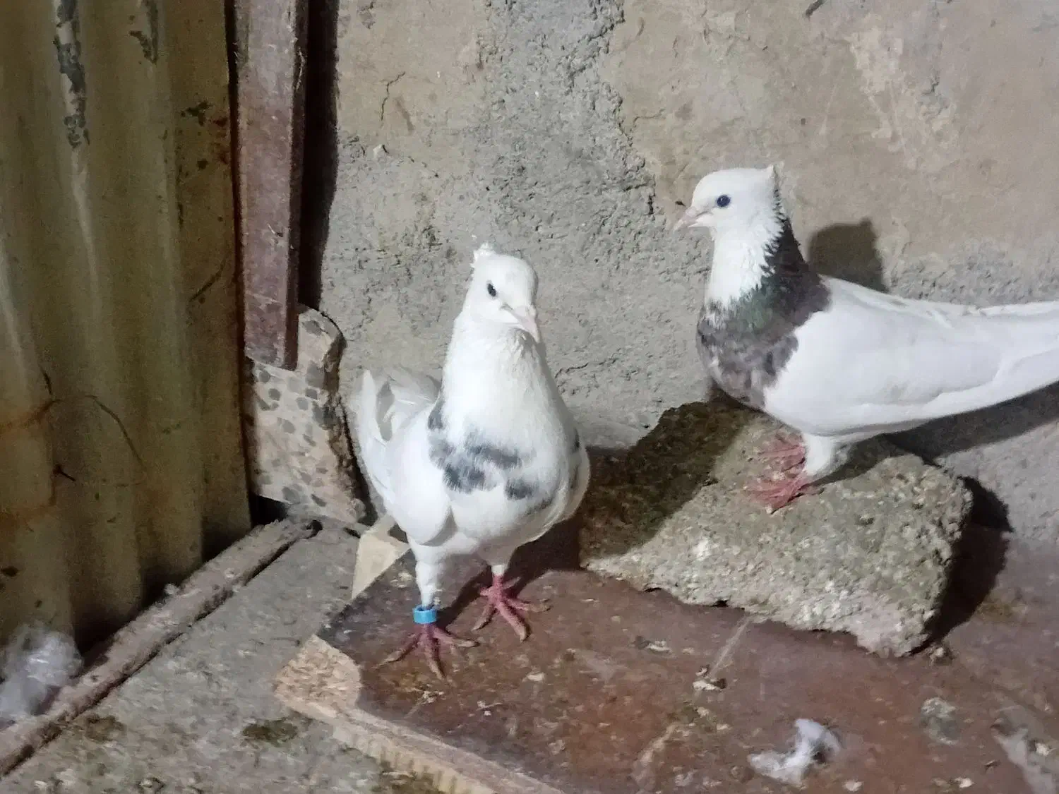 کبوتر|پرنده|مسجد سلیمان, |دیوار