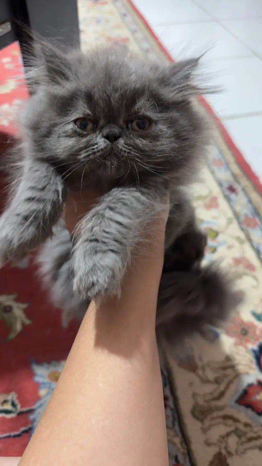 پرشین سوپر فلت|گربه|تبریز, |دیوار