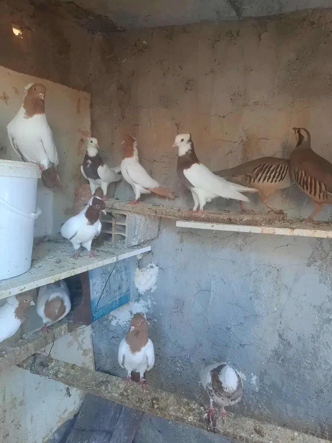 کبوتر پرستویی باغ وحشی طوقی|پرنده|مشگین شهر, |دیوار