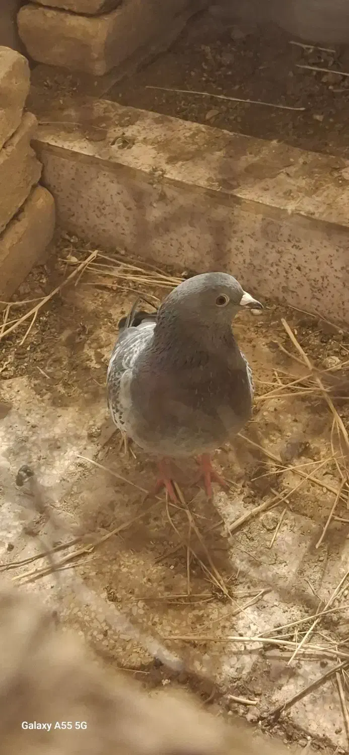 سبز پولکی|پرنده|سبزوار, شرق کال جنوبی (شمس آبادی)|دیوار