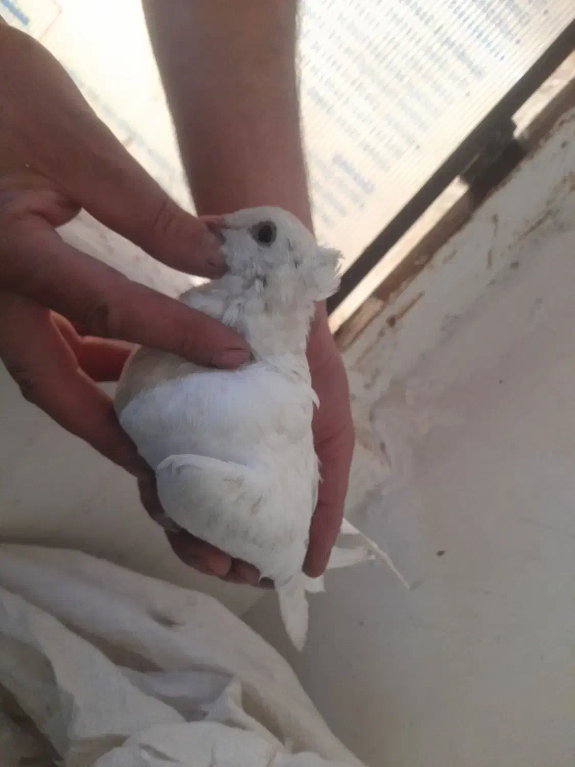 کفتر شهرستانی|پرنده|ری, حمزهآباد|دیوار