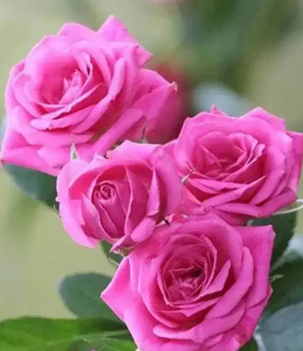 راهنمایی خانه چغابدار|فعالیت داوطلبانه|دورود, |دیوار