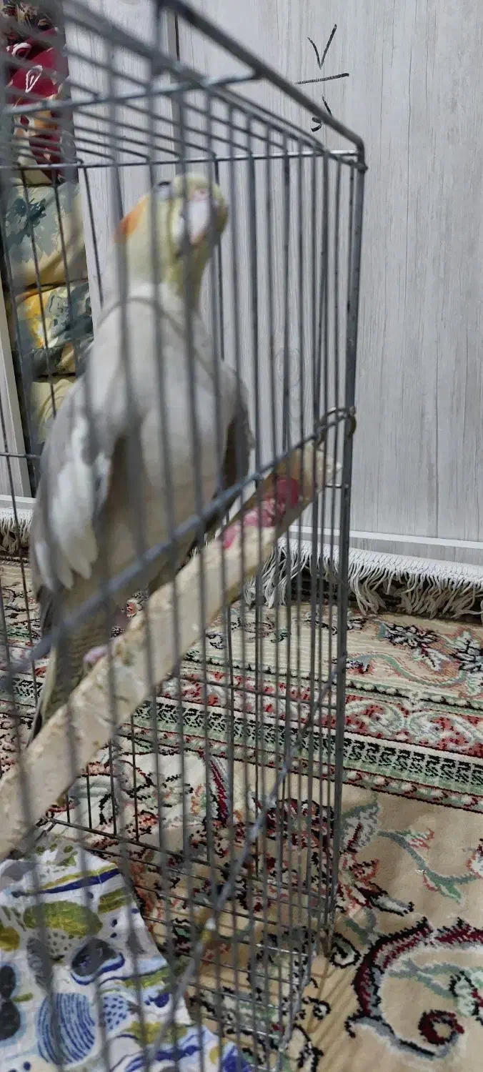 عروس  نر و ماده مولد دستی|پرنده|پاکدشت, پاکدشت (مامازند)|دیوار