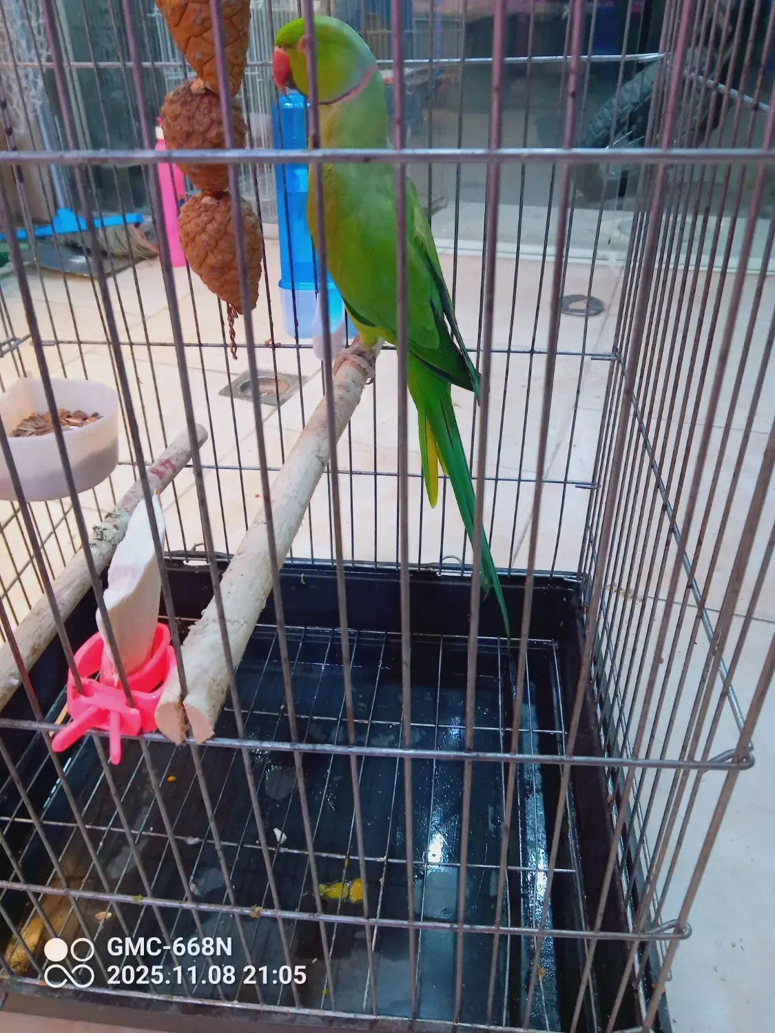 طوطی ملنگو نر|پرنده|شهریار, شهرک امیریه|دیوار