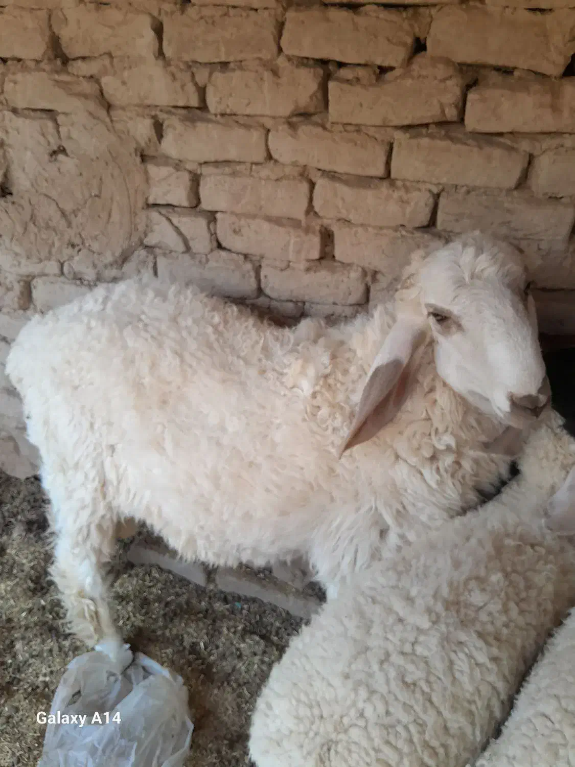 یه قوچ دورگه مخصوص نگهداری|حیوانات مزرعه|هیرمند, |دیوار