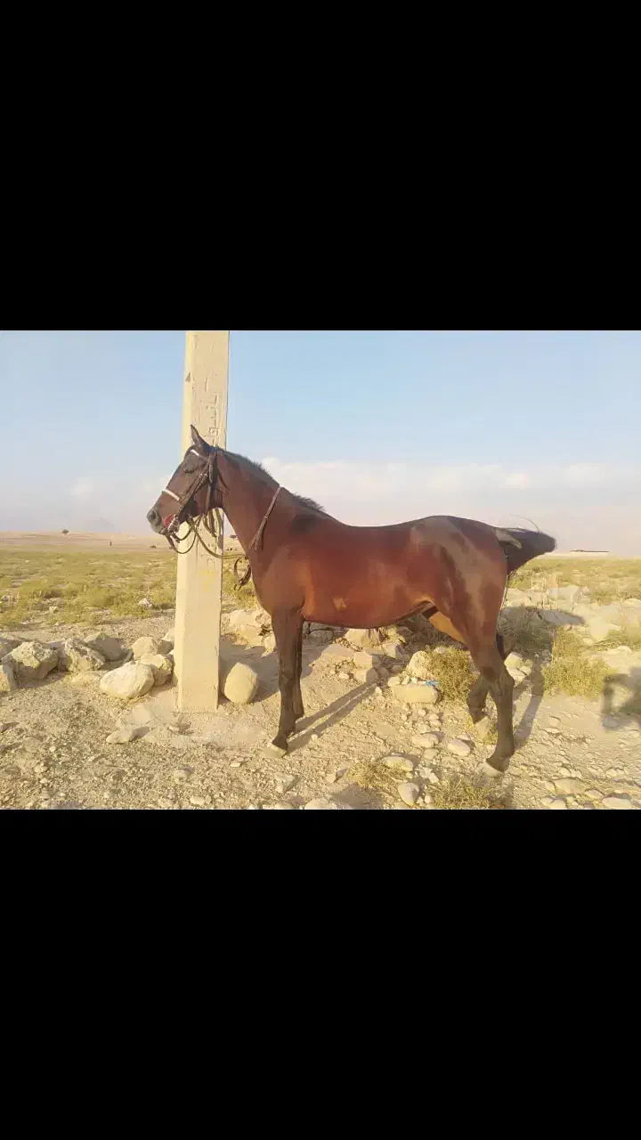 اسب|اسب و تجهیزات اسب‌سواری|کازرون, |دیوار