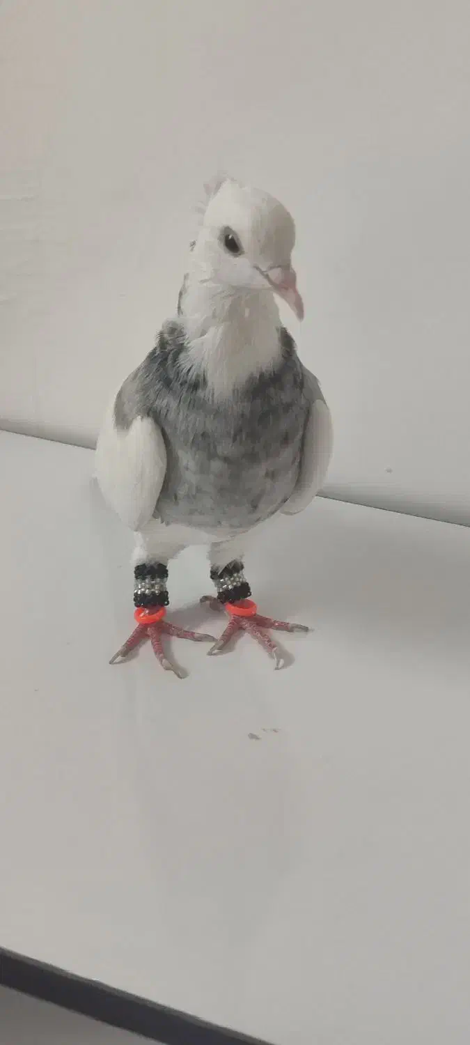 طوقی الماسی هفت‌رنگ ماده|پرنده|شوش, |دیوار