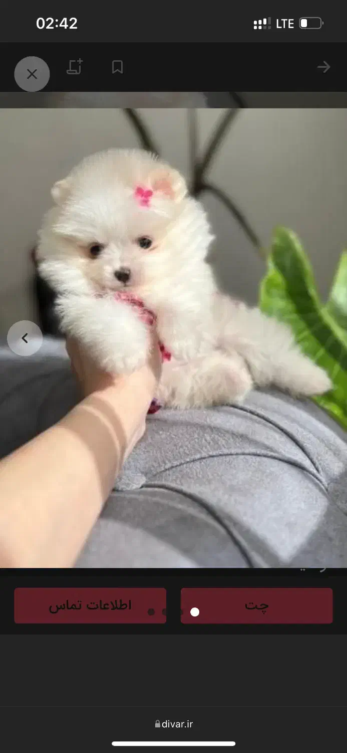 انوا.ع نژاد سگ های آپارتمانی|سگ|شیراز, فضلآباد|دیوار