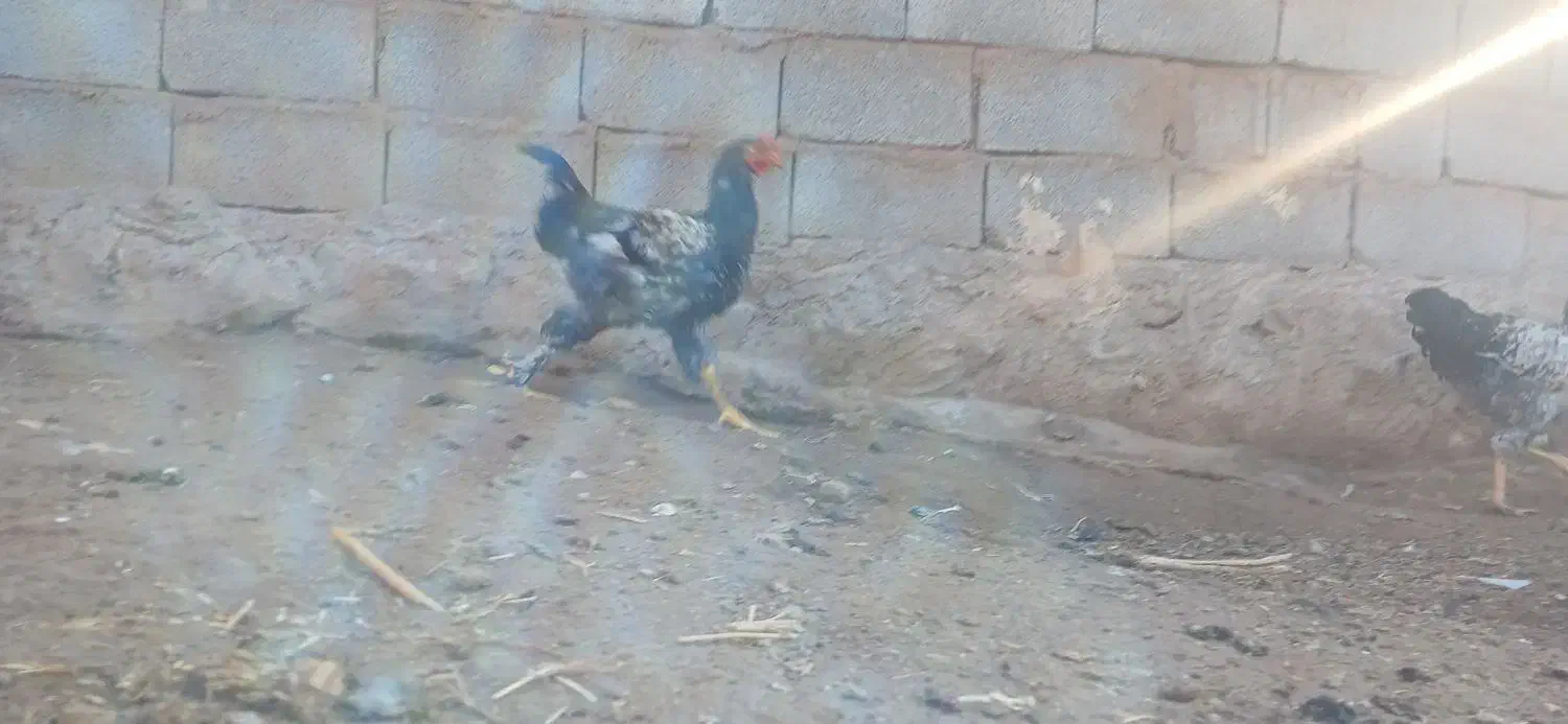 خروس بچه|حیوانات مزرعه|مرند, |دیوار