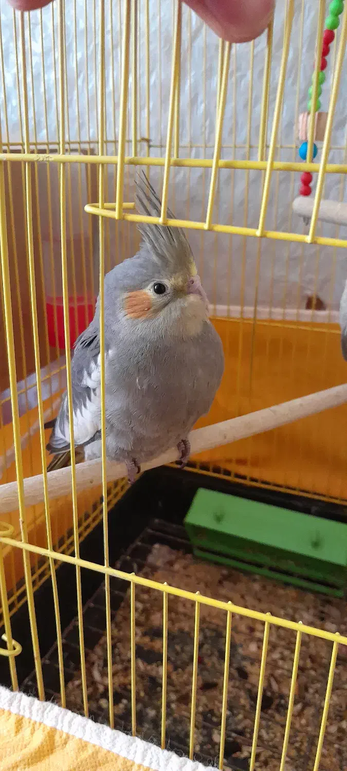 عروس هلندی|پرنده|خمینی‌شهر, |دیوار