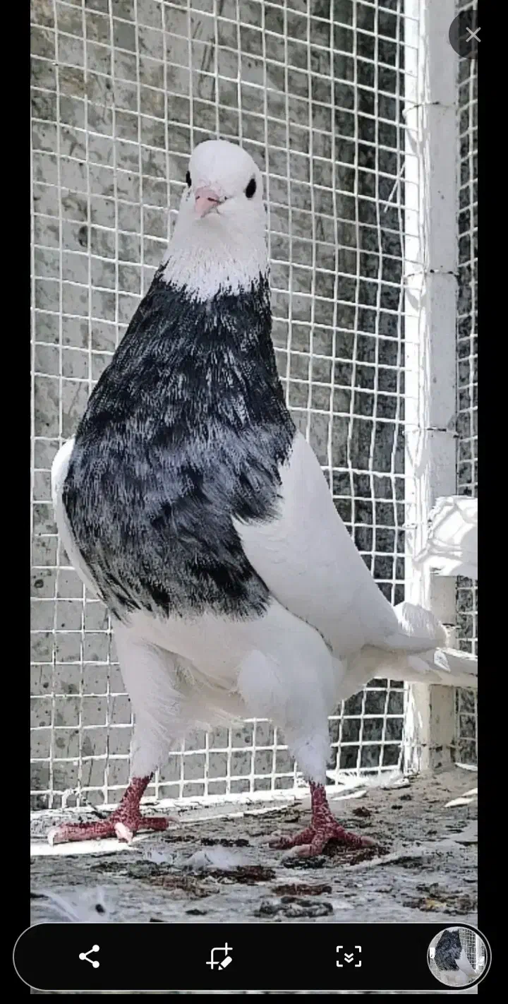 طوقی کرمانشاهی درجه یک|پرنده|محمدشهر, محمدشهر|دیوار