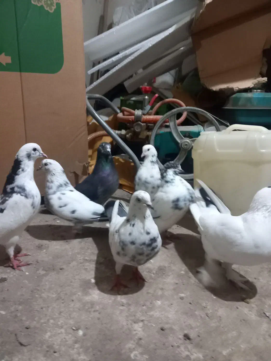 ۷ عدد کبوتر|حیوانات|مشگین شهر, |دیوار