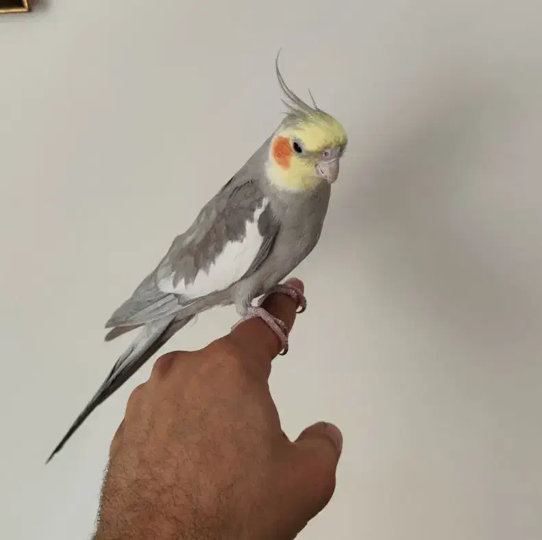 عروس هلندی سخنگو|پرنده|اصفهان, جلالیه|دیوار