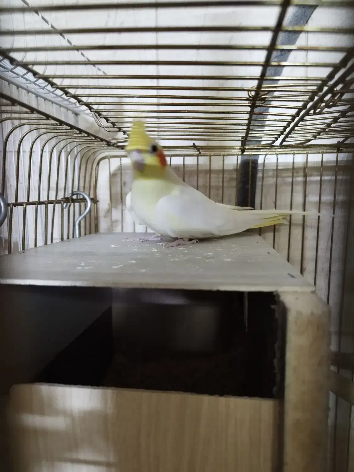 عروس هلندی مولد|پرنده|کاشان, باغ ماجد|دیوار