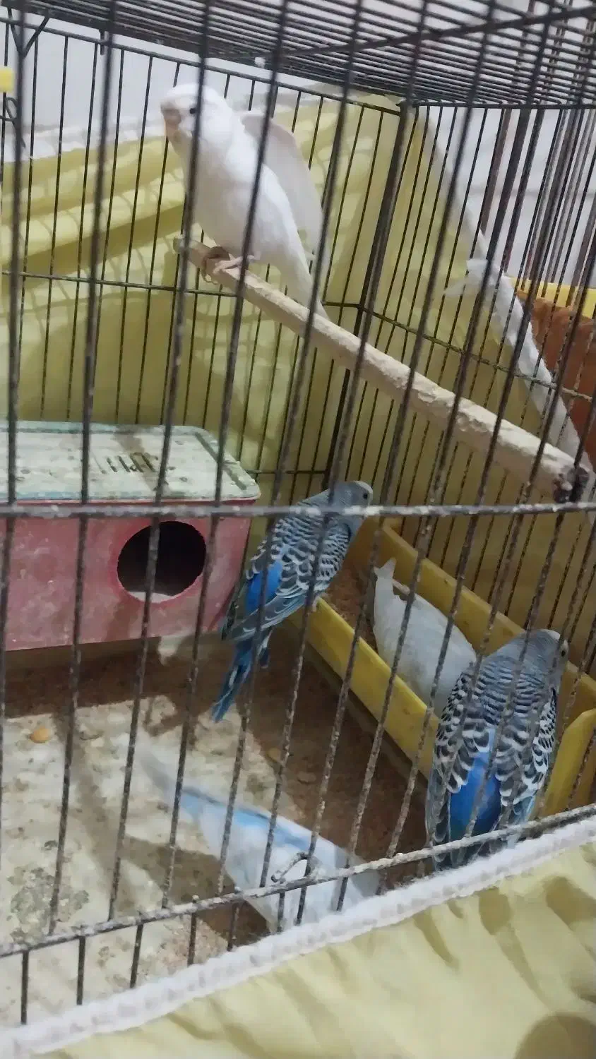 مرغ عشق مولد با جوجه|پرنده|خرمشهر, |دیوار