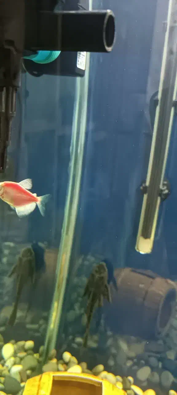 ماهی و ملزومات دکور اکواریوم|ماهی|کرج, آق تپه|دیوار