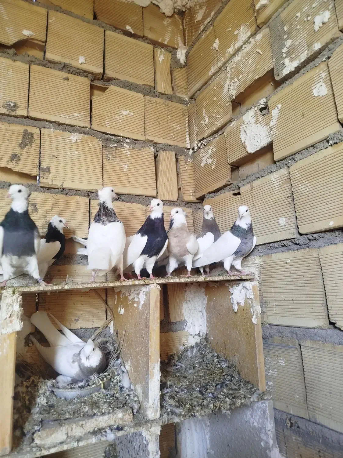 طوقی|پرنده|امیدیه, |دیوار