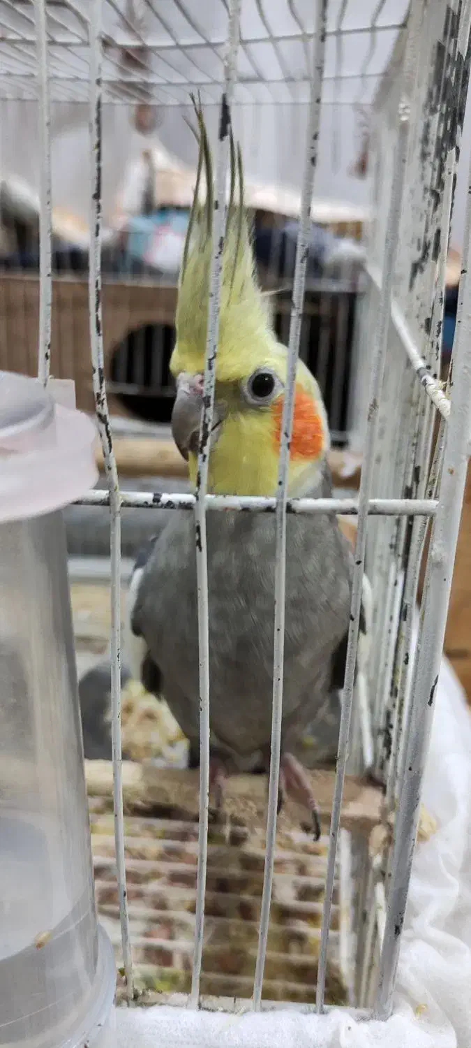 جفت عروس هلندی|پرنده|رشت, یخسازی|دیوار