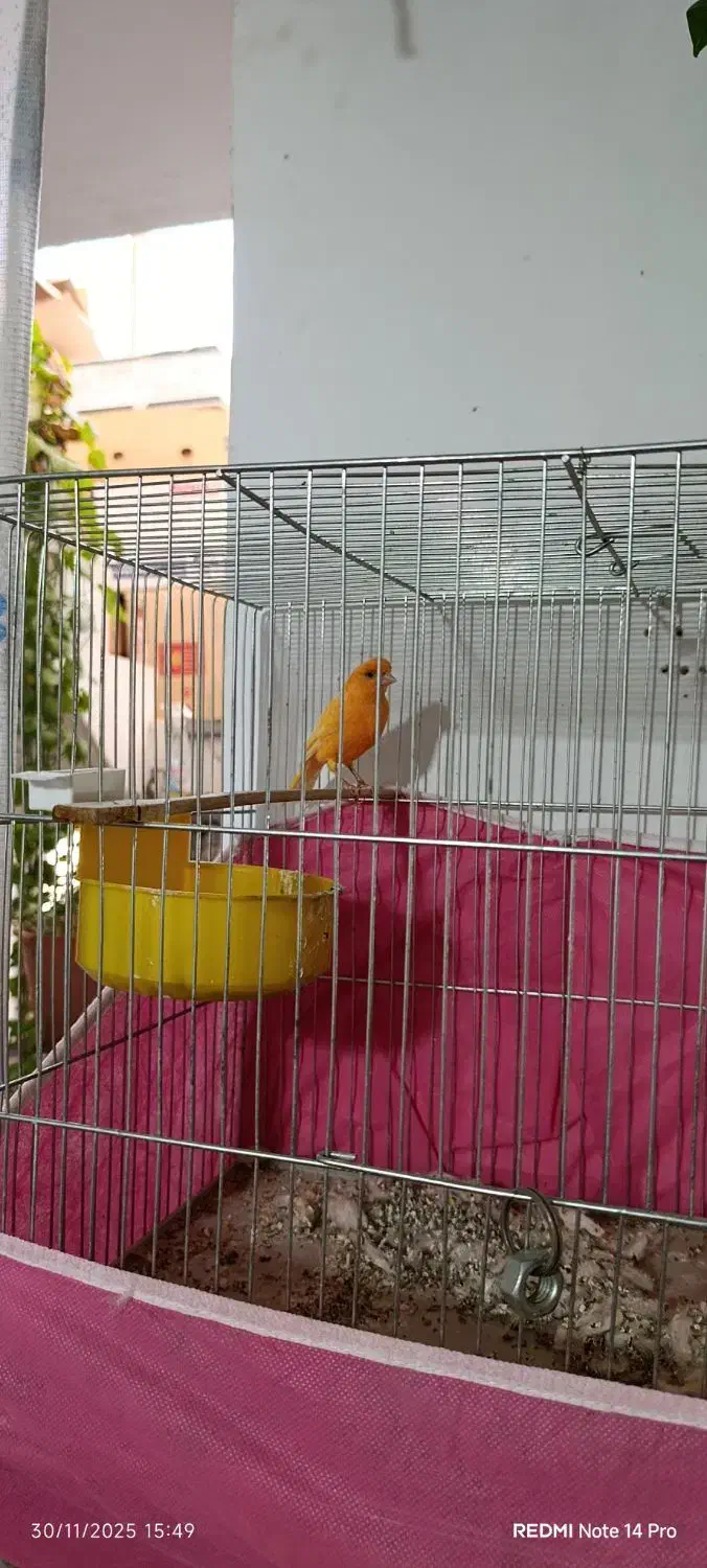 فروش قناری|پرنده|آباده, |دیوار