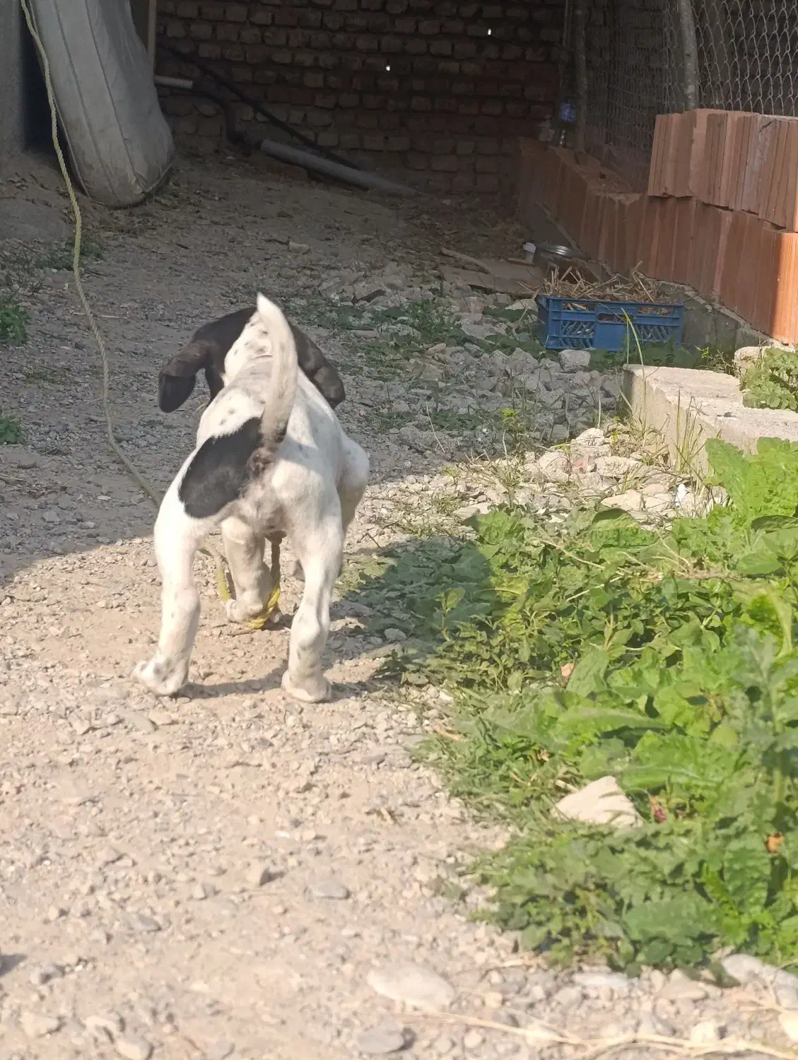 پوینتر انگلیسی ماده خوش رنگ|سگ|گرگان, |دیوار