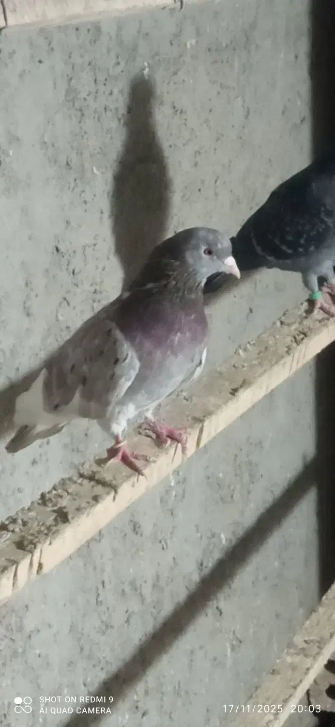 سه جفت کفتر کبوتر پرشی مایه|پرنده|هشتگرد, هشتگرد قدیم|دیوار