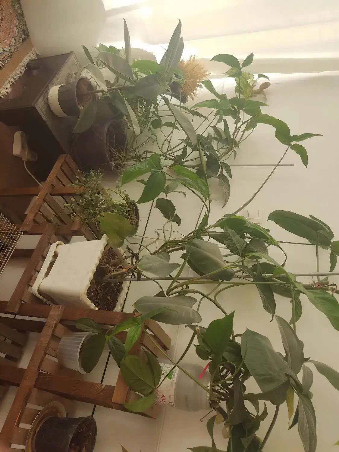 گلهای طبیعی|گل و گیاه طبیعی|لنجان, |دیوار