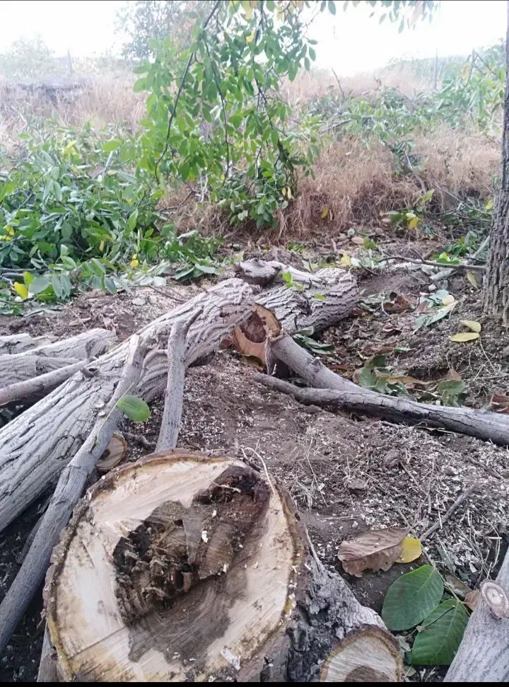 خریدارچوب انواع درختان|خدمات باغبانی و درختکاری|تویسرکان, |دیوار