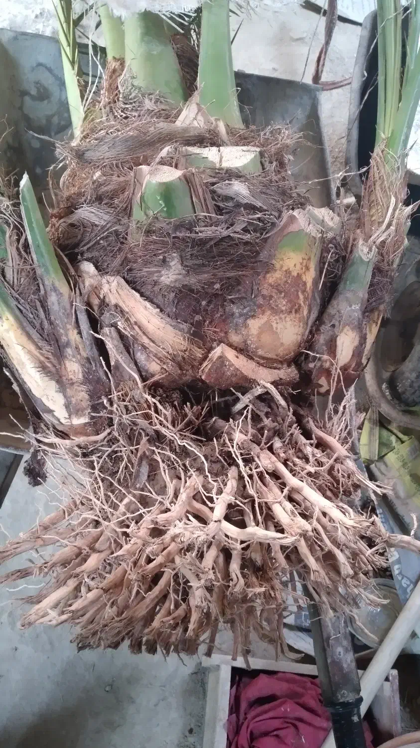 نهال برحی|خدمات باغبانی و درختکاری|شادگان, |دیوار