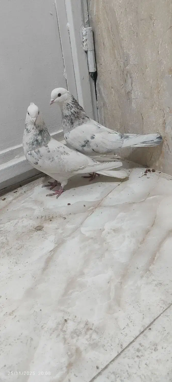 کبوتر غریب|پرنده|کوهدشت, |دیوار