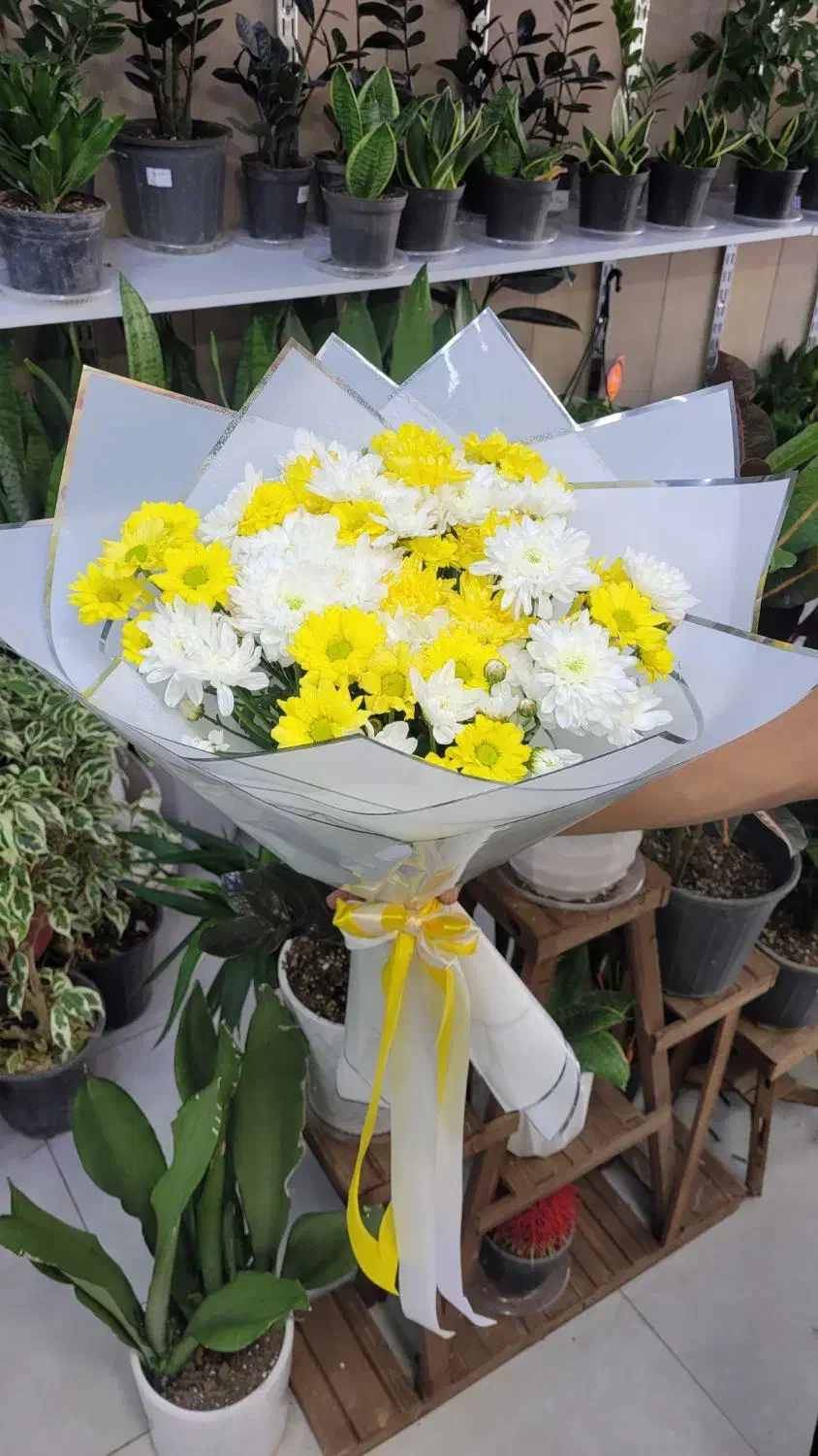 داوودی بسته ای ۱۰۰ تومن|گل و گیاه طبیعی|شیراز, خلدبرین|دیوار
