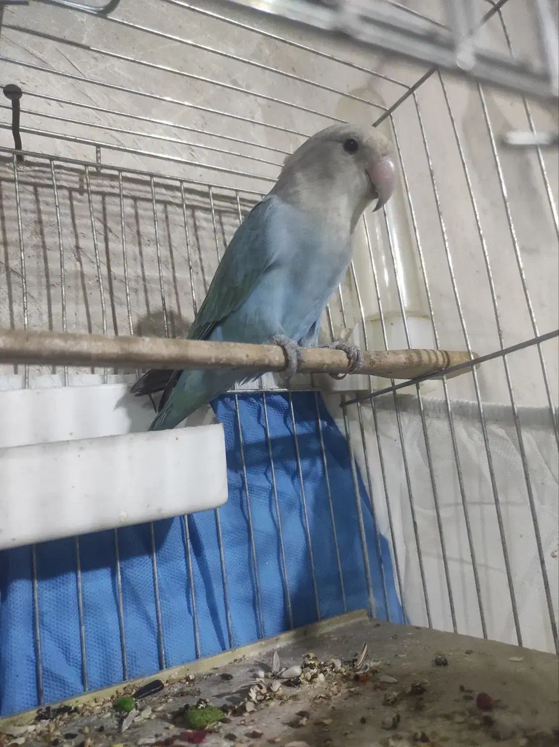 فروش عروس طوطی برزیلی عروس دست اموزم دارم وحشی هم|پرنده|نقده, |دیوار