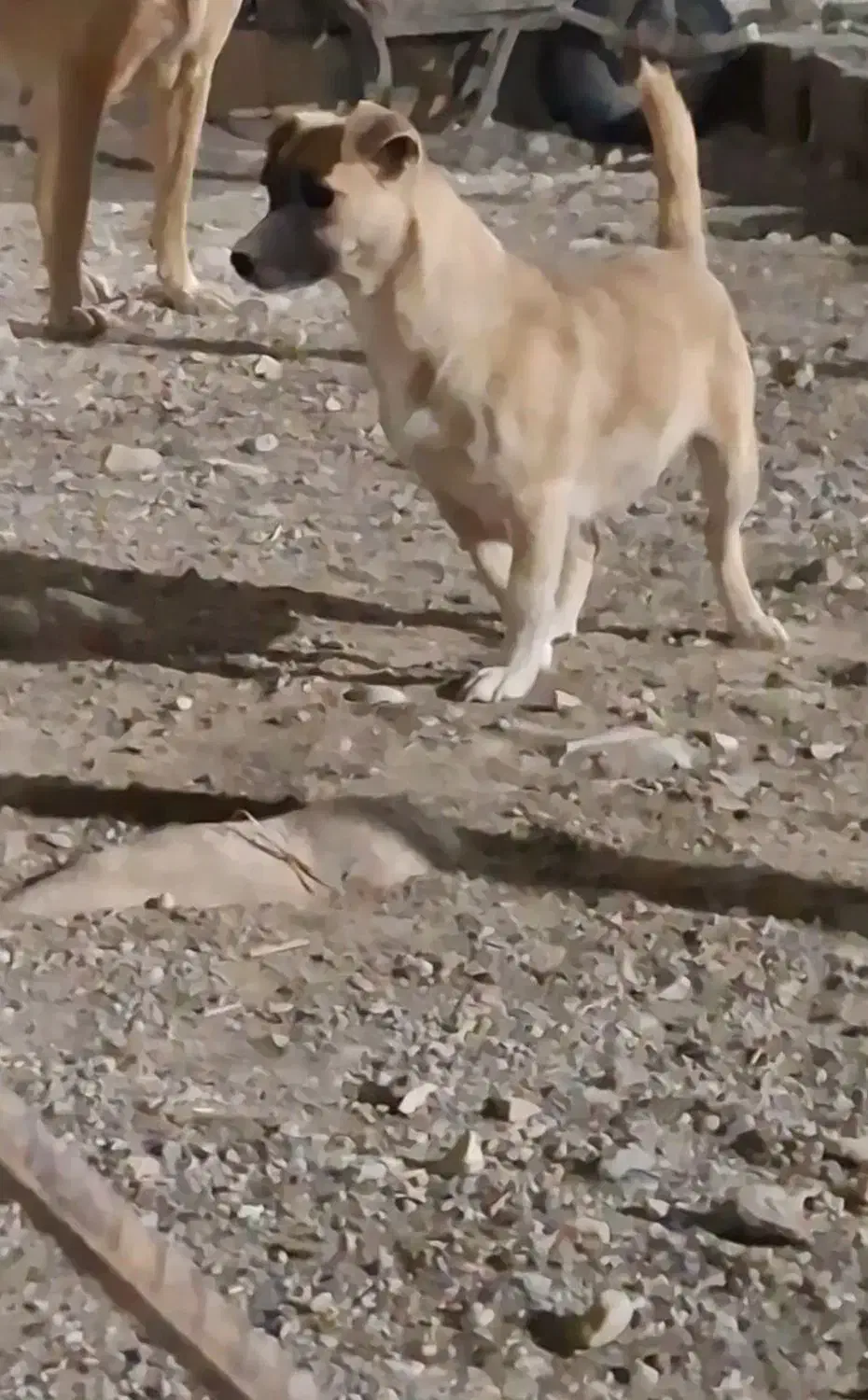 ماده اشپیتز|سگ|کرمانشاه, |دیوار