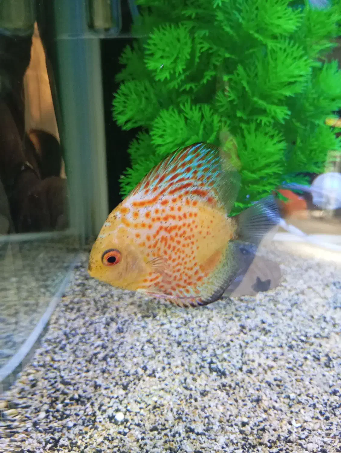 ماهی دیسکس|ماهی|قم, نیروگاه|دیوار