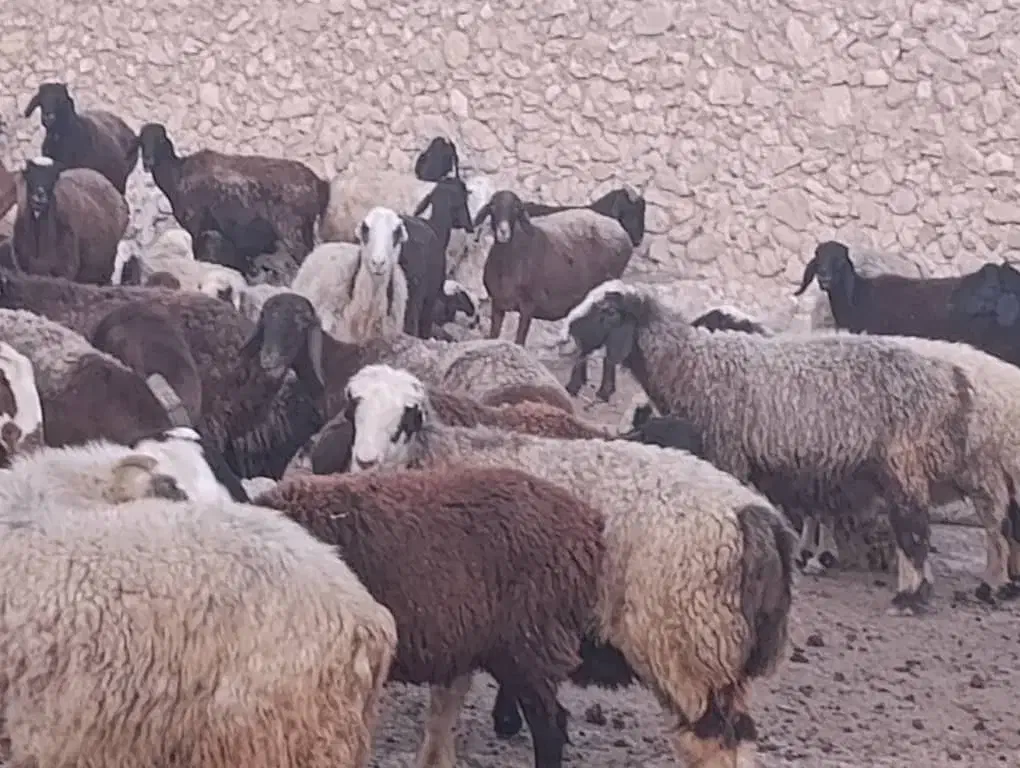 گوسفند داشتی|حیوانات مزرعه|فراشبند, |دیوار